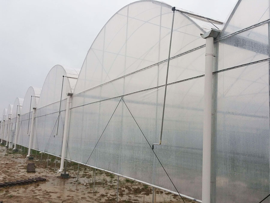 連棟薄膜溫室
